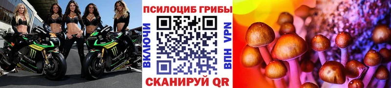Псилоцибиновые грибы Psilocybe  Купить где  Зея 